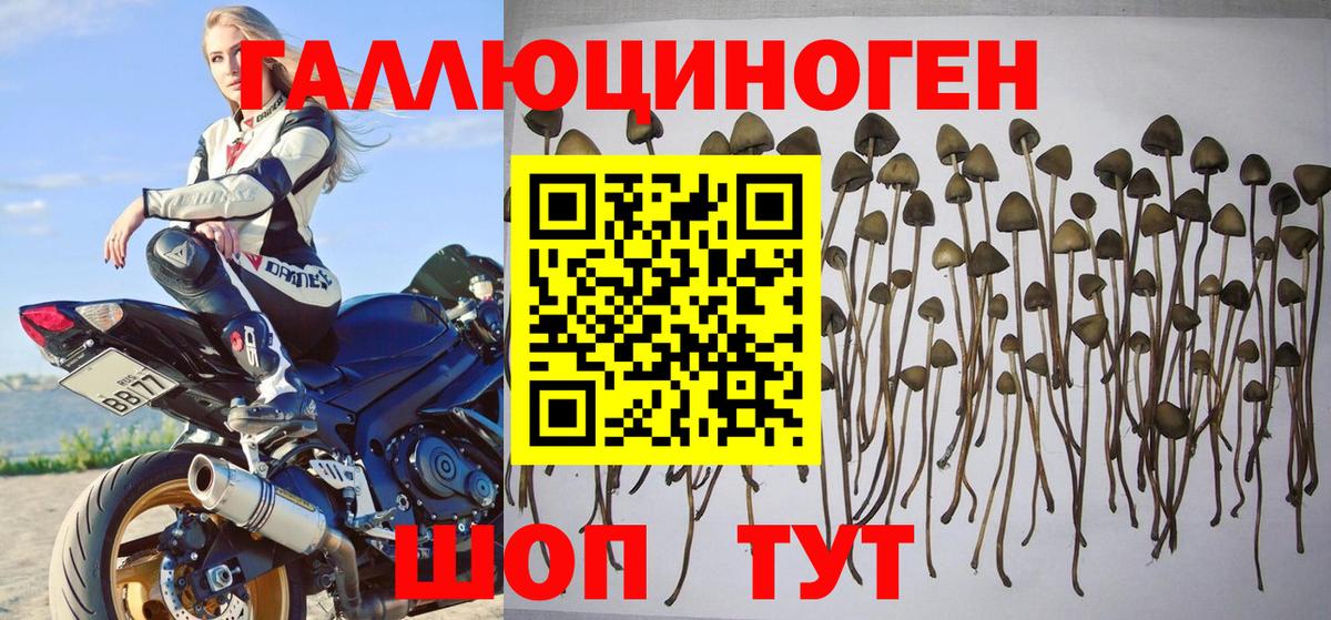 Псилоцибиновые грибы GOLDEN TEACHER  купить   Топки  Вход с VPN 